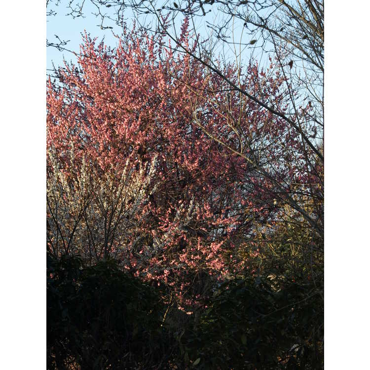 Prunus mume 'Bonita' - pink Japanese flowering apricot