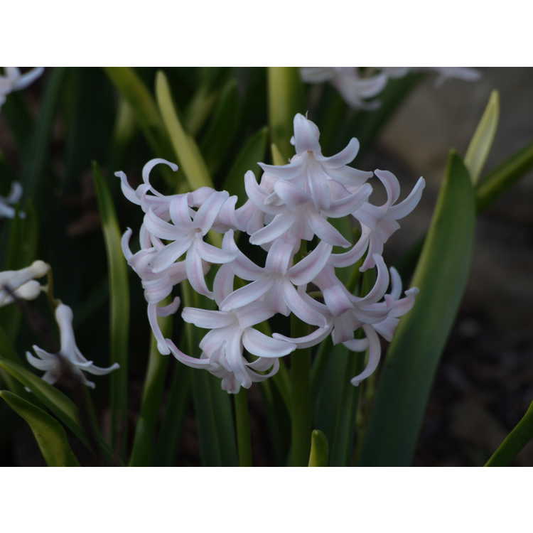 Hyacinthus orientalis 'White Festival'