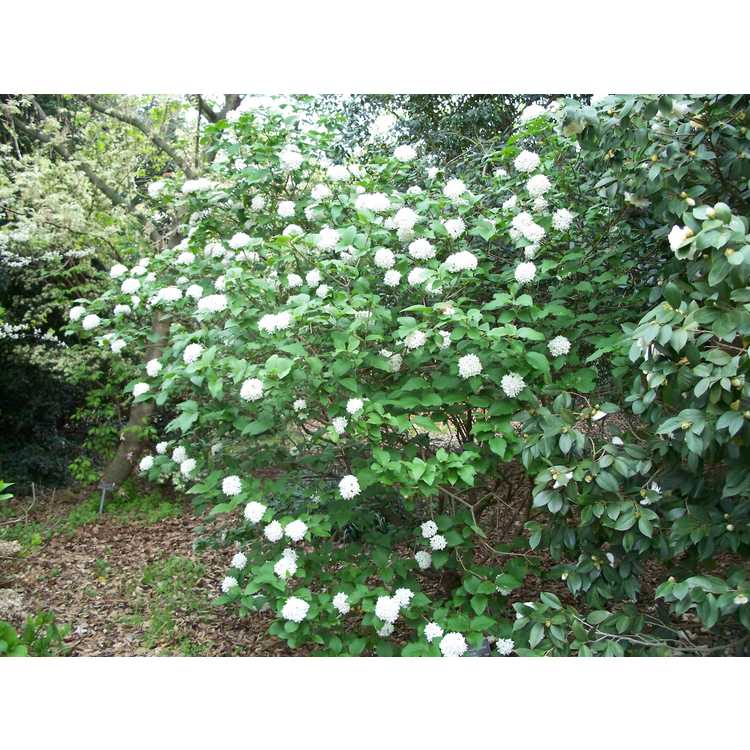 Viburnum ×carlcephalum 'Cayuga' - Egolf hybrid fragrant viburnum