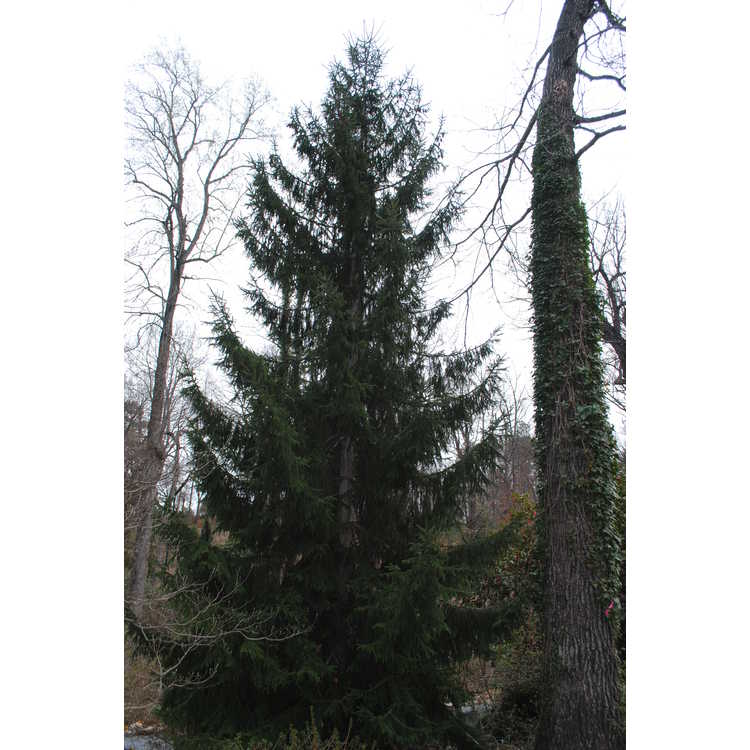 Picea orientalis - Caucasian spruce