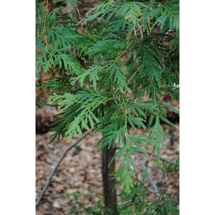 Widdringtonia nodiflora - African mountain cedar