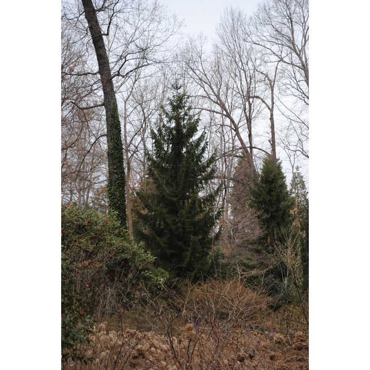 Picea orientalis - Caucasian spruce