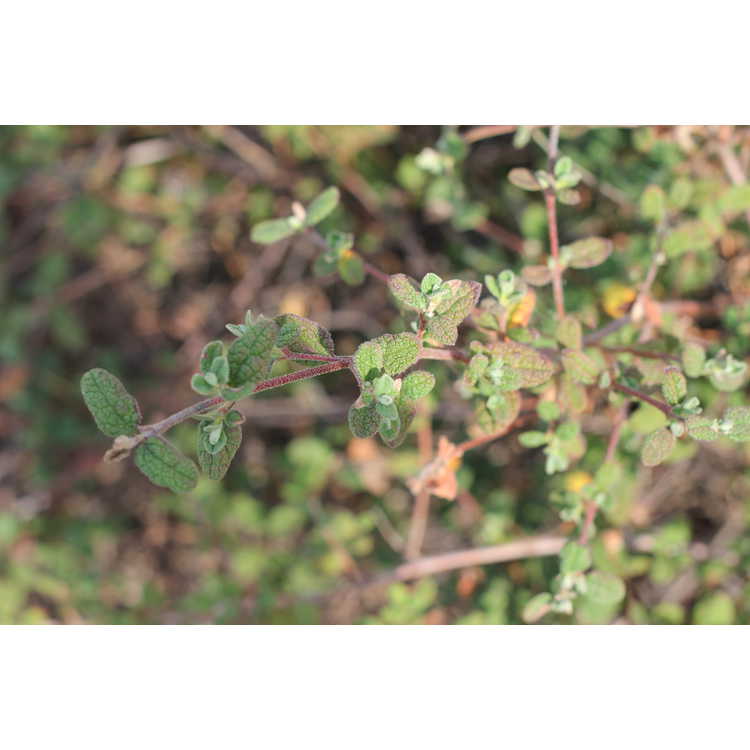 Cistus salviifolius - sage-leaf rockrose