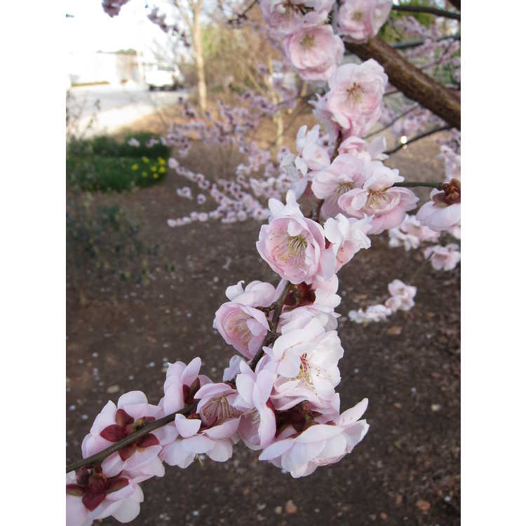 Prunus mume 'Peggy Clarke' - pink Japanese flowering apricot