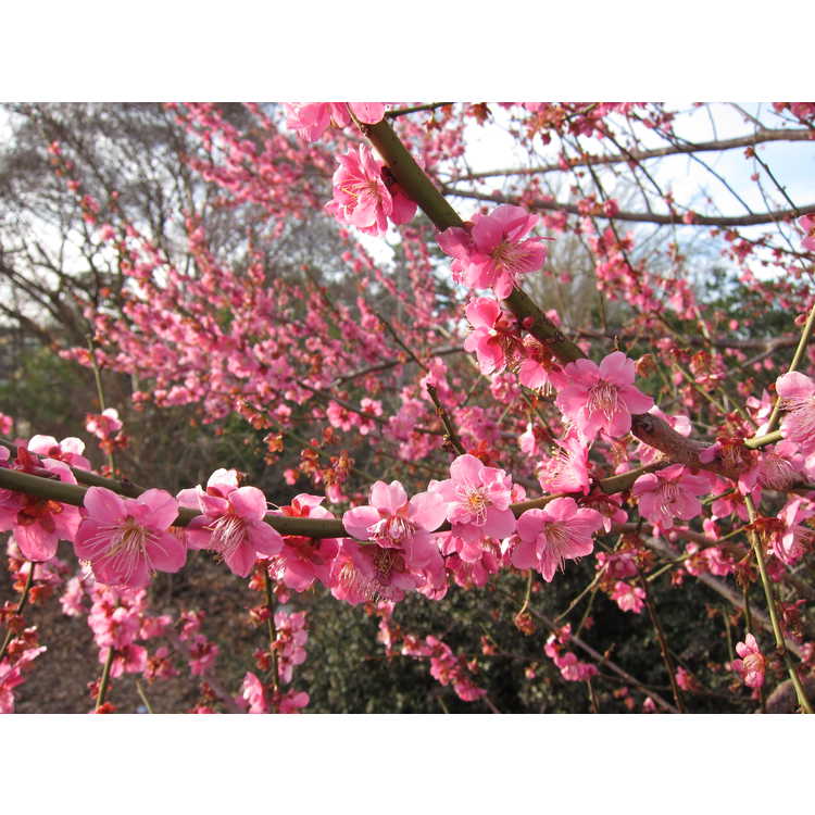 Prunus mume 'Sabashi-ko' - Japanese flowering apricot