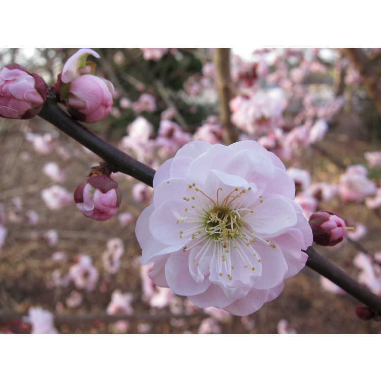 Prunus mume 'Dawn' - Japanese flowering apricot