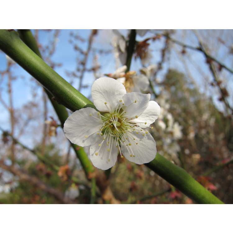 Prunus mume 'Tojibai'