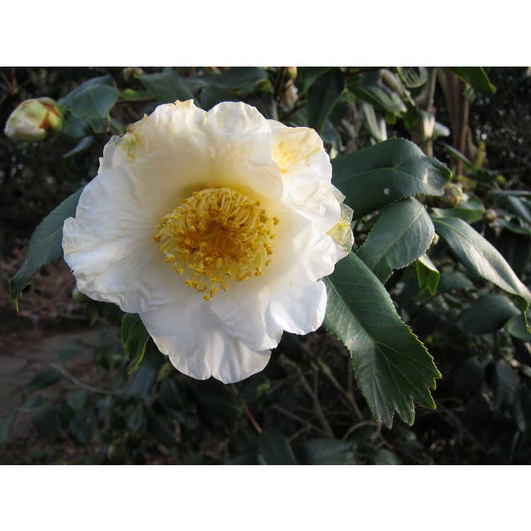 Camellia japonica 'Quercifolia'