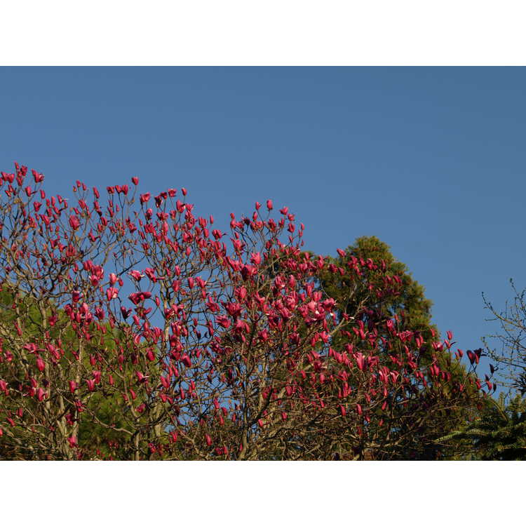 Magnolia 'Spectrum' - U.S. National Arboretum hybrid magnolia