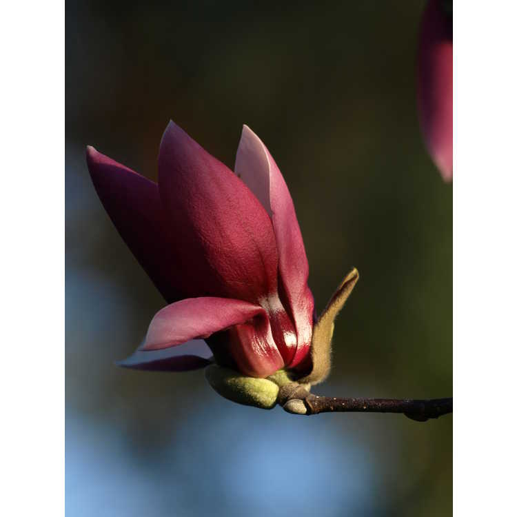 Magnolia soulangeana Picture
