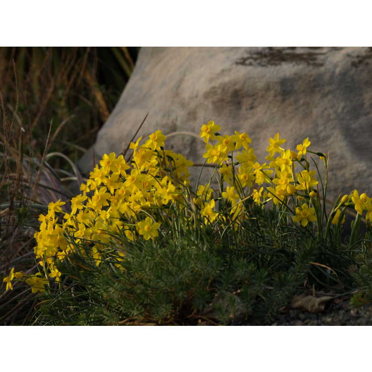 Narcissus jonquilla var. henriquesii - miniature daffodil