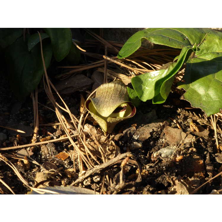 Asarum campaniflorum - kiwi wild-ginger