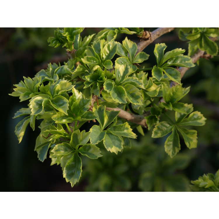 variegated five-leaf aralia