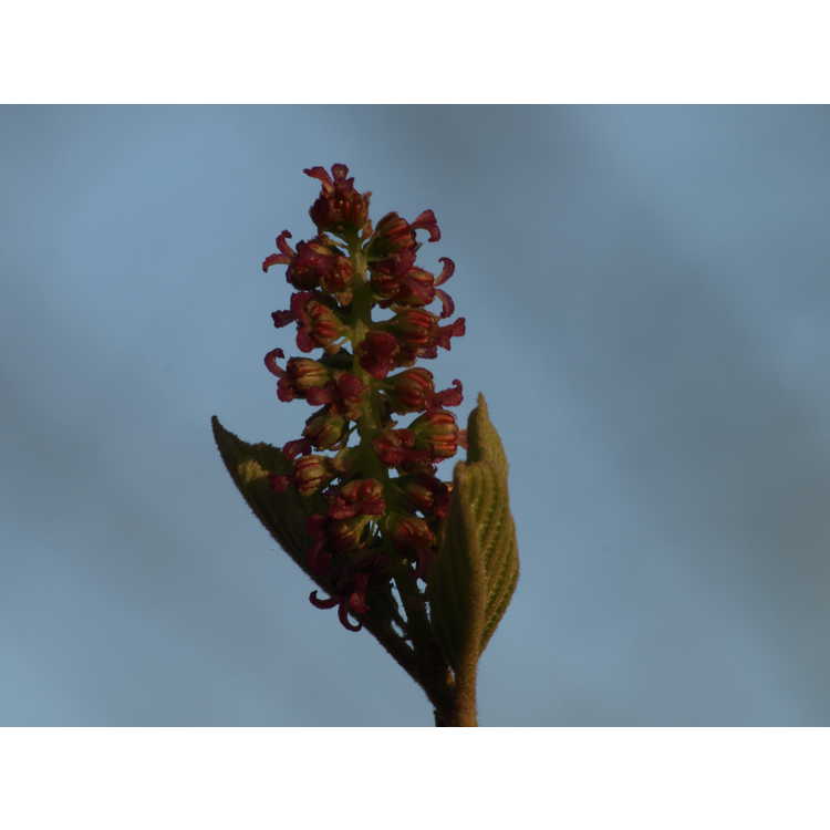 Fortunearia sinensis - Fortune-hazel