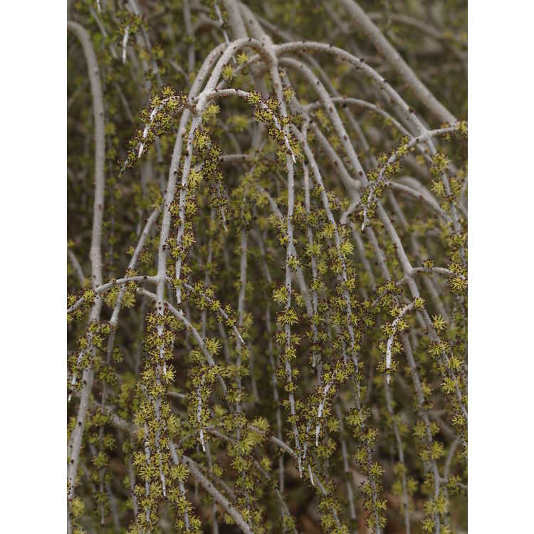 Forestiera angustifolia 'Weeping' - weeping desert olive