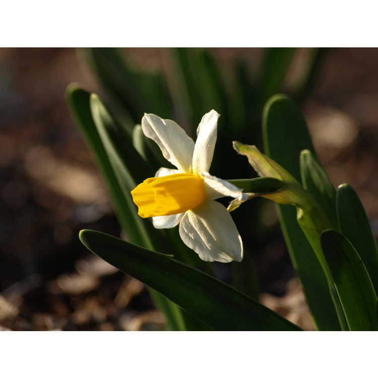 Narcissus ×macleayi