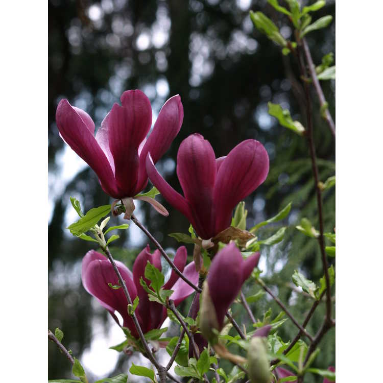 <em>Magnolia liliiflora</em>