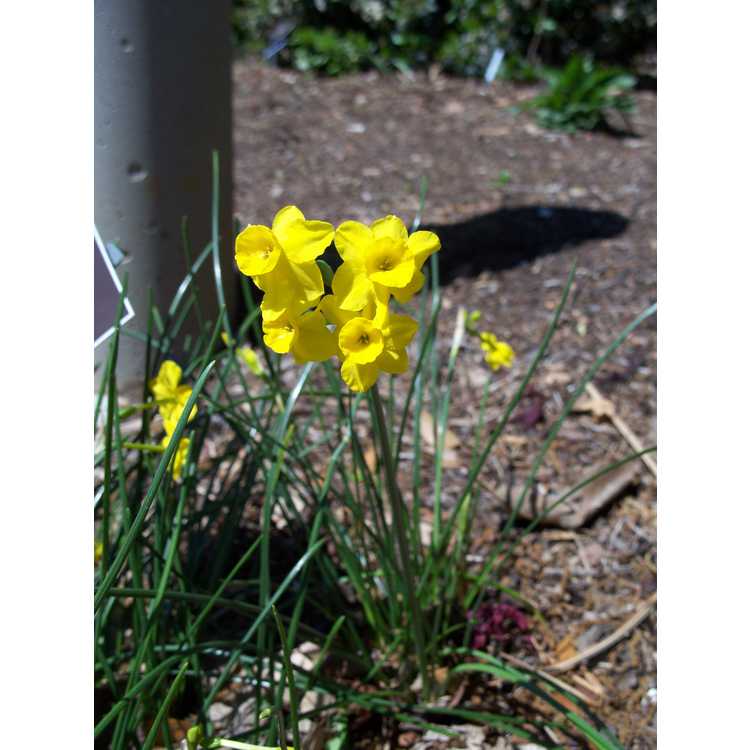 Narcissus 'Chit Chat' - jonquilla daffodil