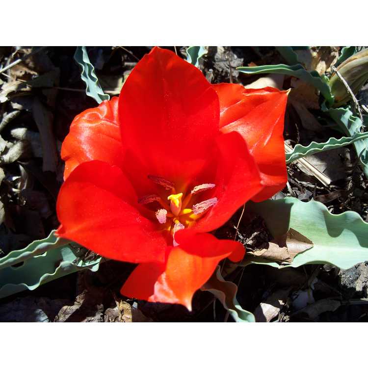 <em>Tulipa vvedenskyi</em> 'Tangerine Beauty'