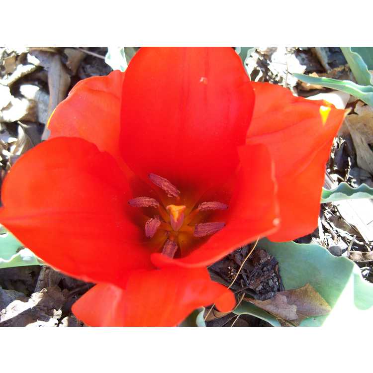 <em>Tulipa vvedenskyi</em> 'Tangerine Beauty'