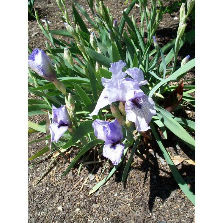 Iris 'Walker Ross' - arilbred iris