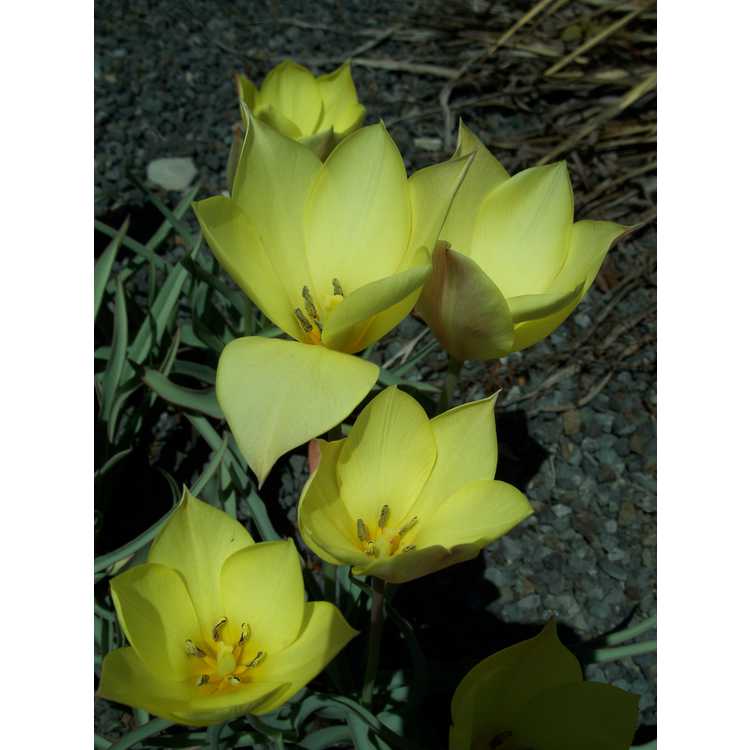 Tulipa linifolia [Batalinii Group] 'Honky Tonk'