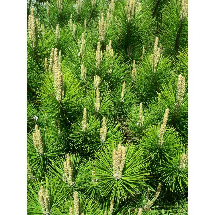 Pinus thunbergii 'Banshosho' - dwarf Japanese black pine