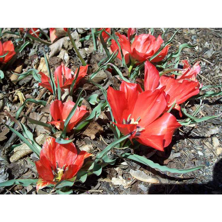 botanical tulip