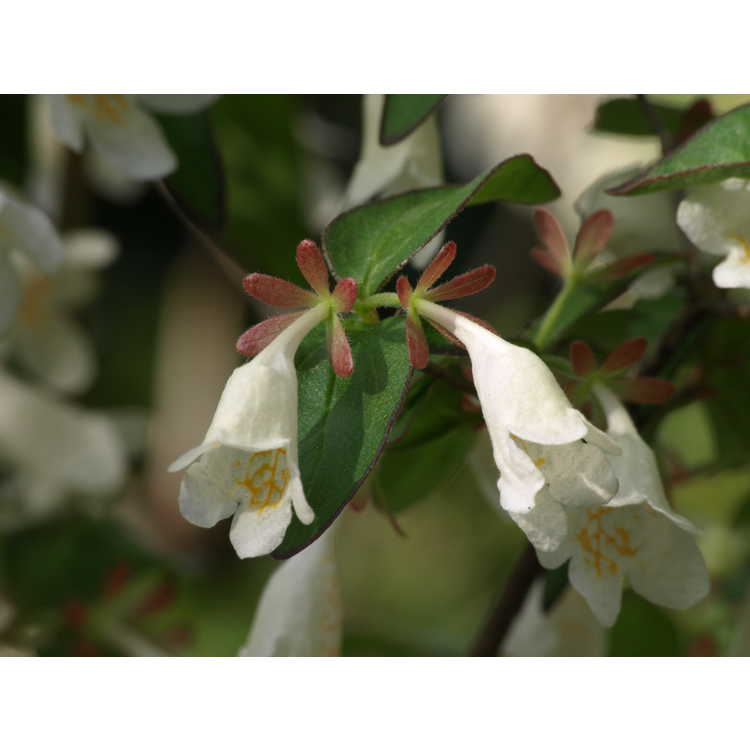 Abelia spathulata - twin-flowering abelia