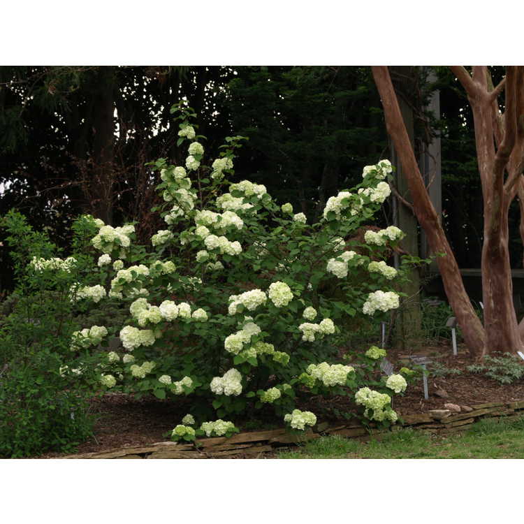 Viburnum plicatum 'Sawtooth' - Japanese snowball viburnum