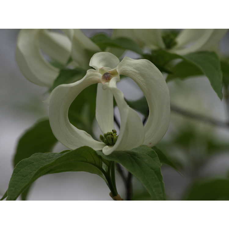 Cornus florida subsp. urbiniana