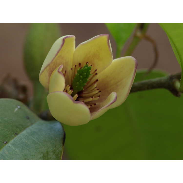 Magnolia figo 'Hagiwara Everblooming'