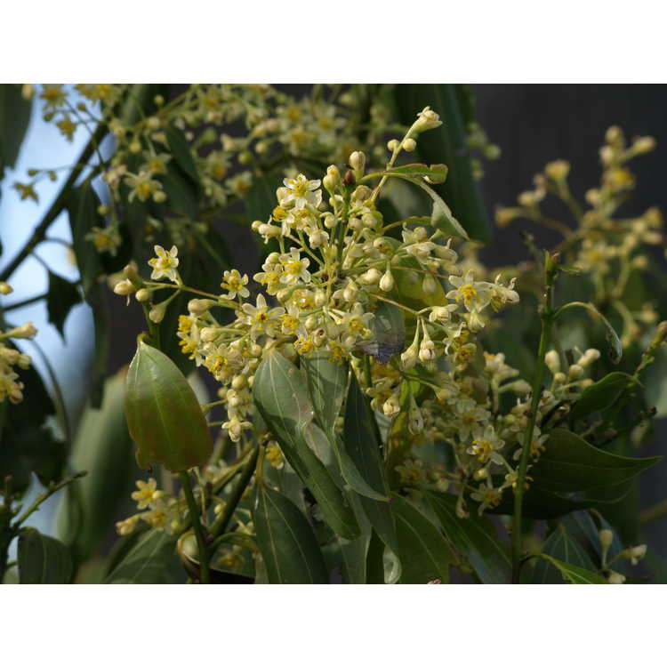 Cinnamomum jensenianum