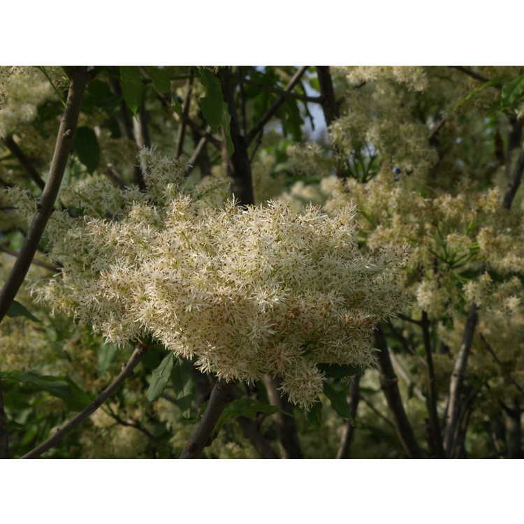 Fraxinus insularis - Chinese flowering ash