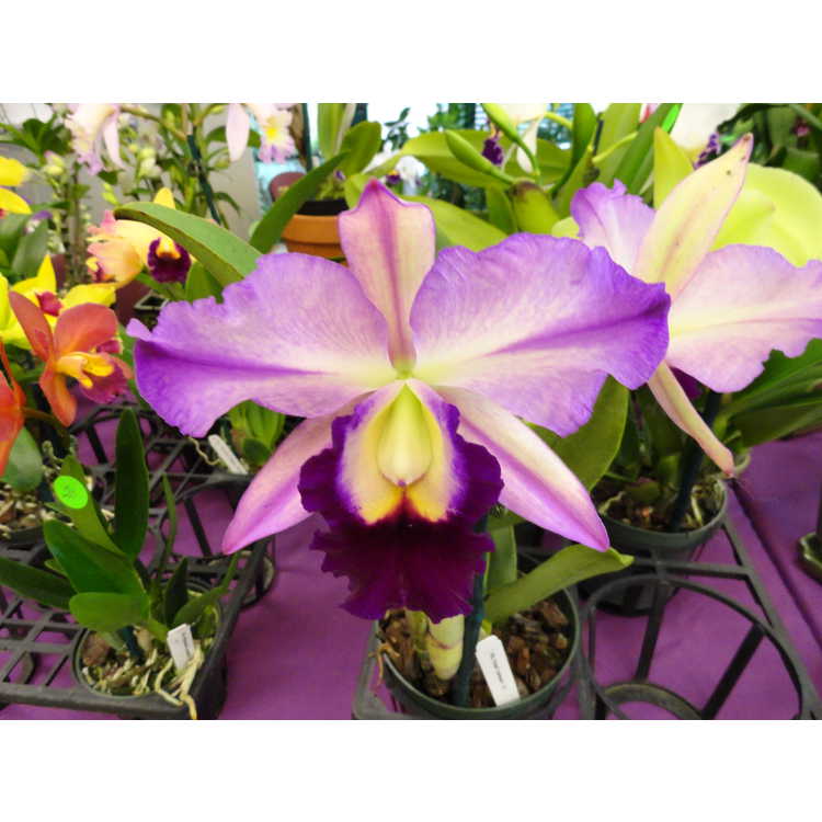 Triangle Orchid Society Show - A Symphony of Orchids