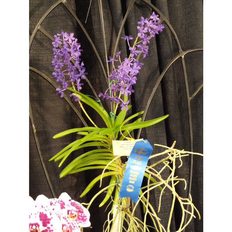 Triangle Orchid Society Show - A Symphony of Orchids
