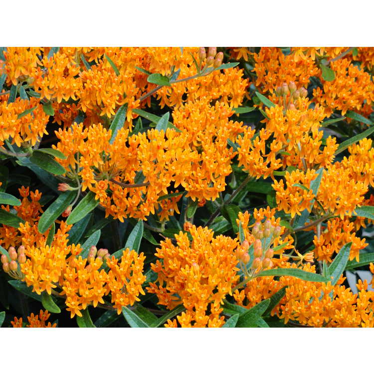 Asclepias tuberosa subsp. tuberosa - common butterfly-weed