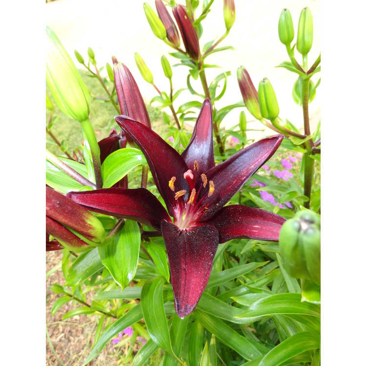 hybrid lily