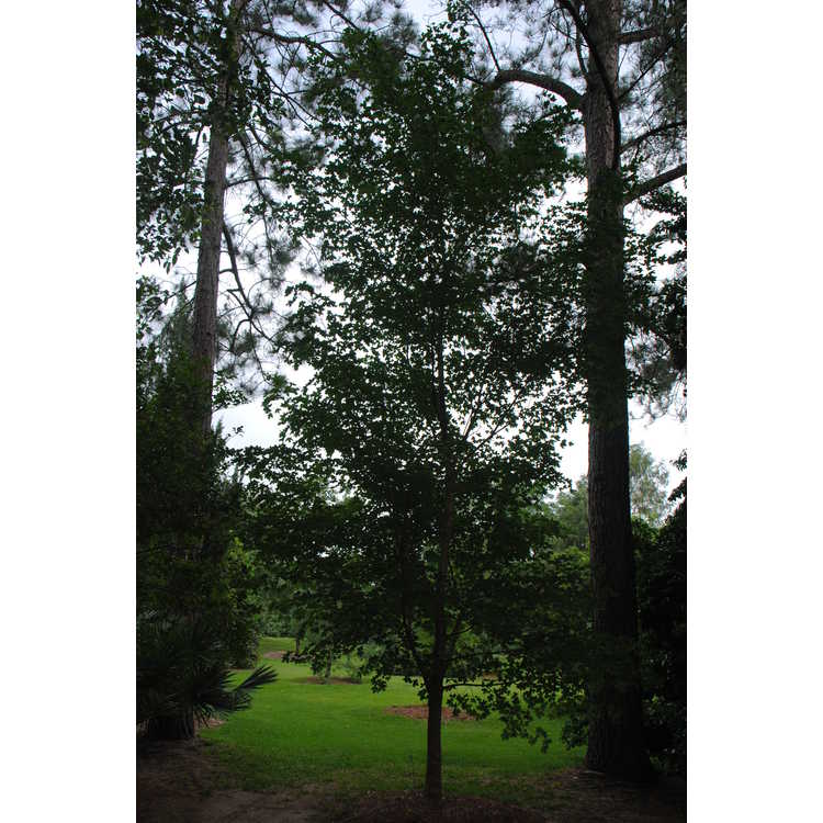 Acer grandidentatum - bigtooth maple