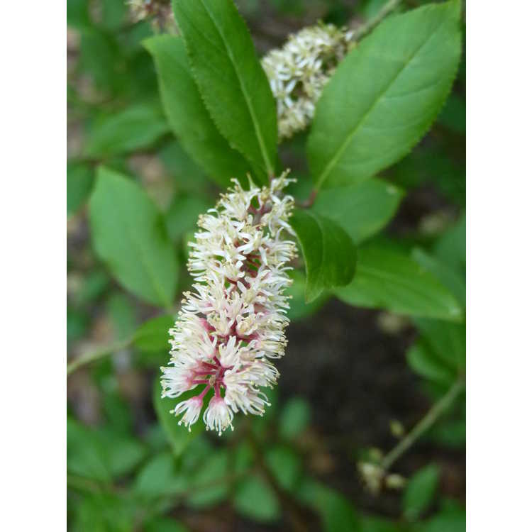 Itea japonica - Japanese sweetspire