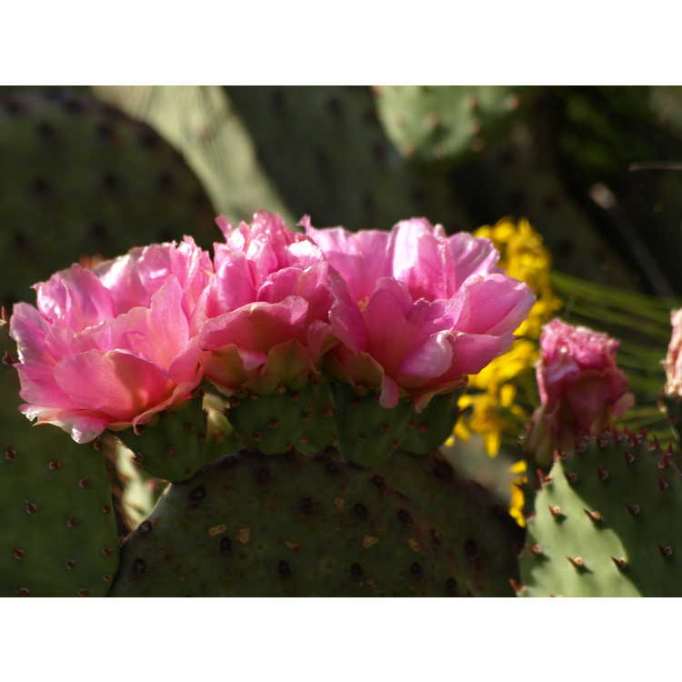 golden prickly pear