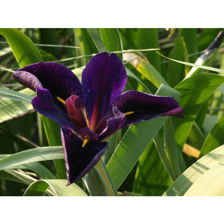 Iris 'Black Gamecock' - black Louisiana iris