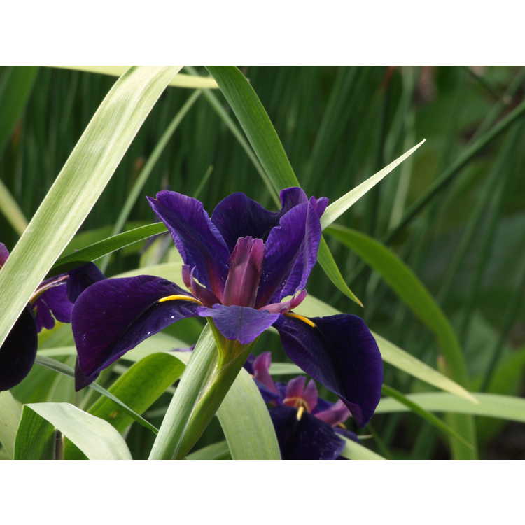 Iris 'Black Gamecock' - black Louisiana iris