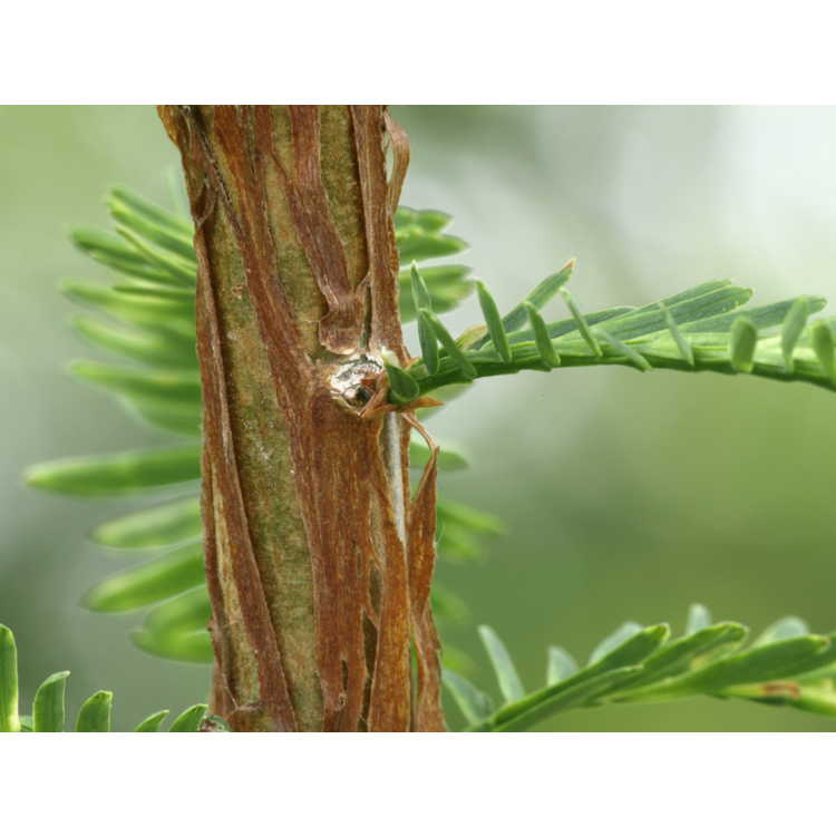 Metasequoia glyptostroboides 'Silhouette' - variegated dawn redwood