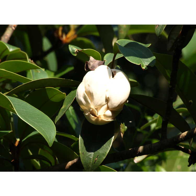 Magnolia kwangtungensis - Chinese manglietia