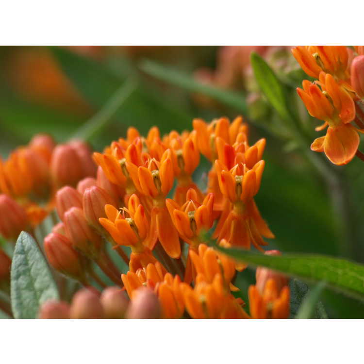 Asclepias tuberosa - butterfly weed