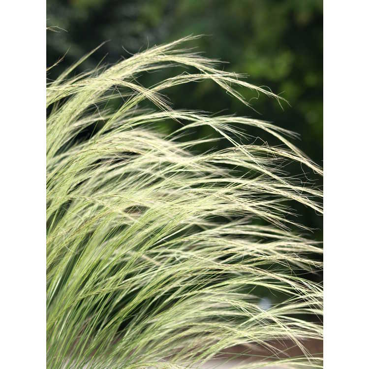 Stipa lessingiana 'Capriccio' - feather grass