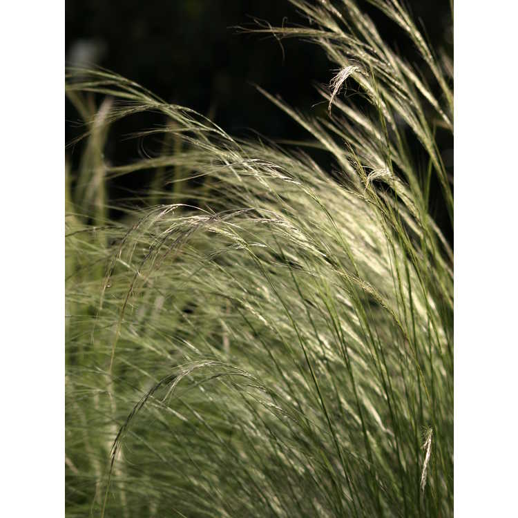 feather grass