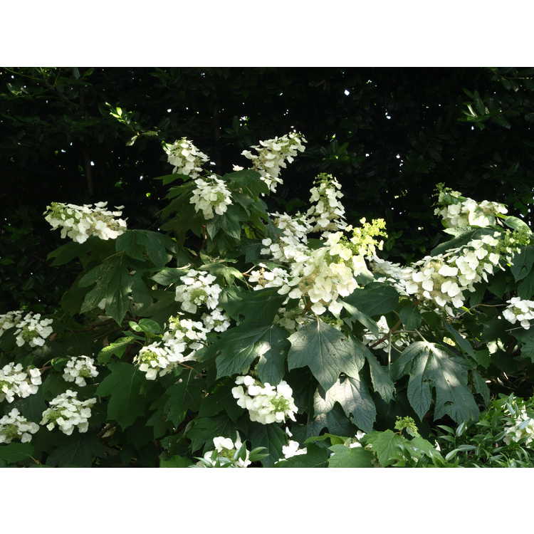 Hydrangea quercifolia 'Alison' - oakleaf hydrangea