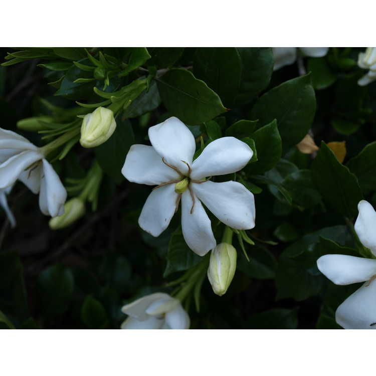 Gardenia jasminoides 'Griffith's Select' - Cape jessamine
